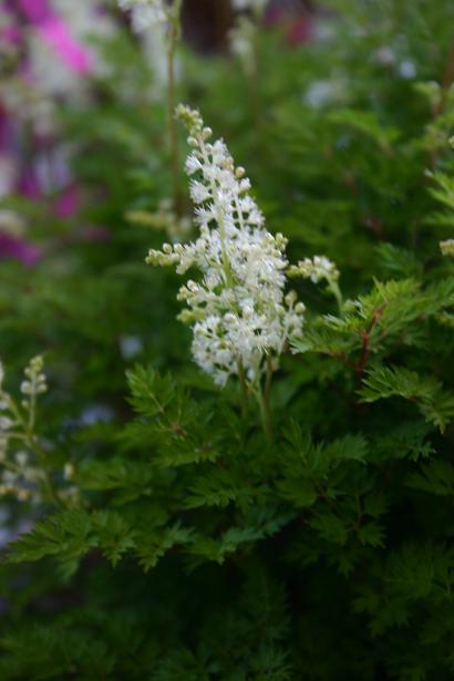 Aruncus aethusifolius 