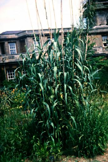 Arundo donax 