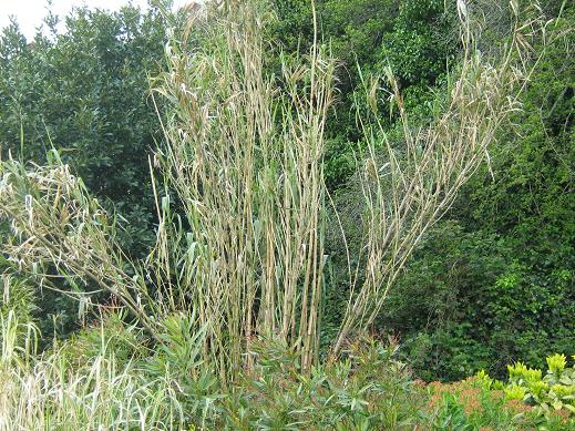 Arundo donax 