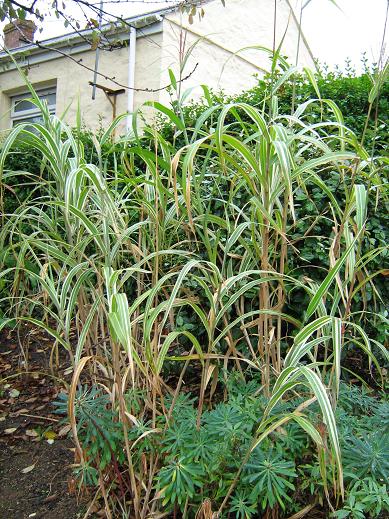 Arundo donax 'Versicolor' 