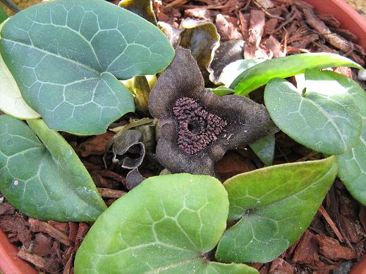 Asarum delavayi 