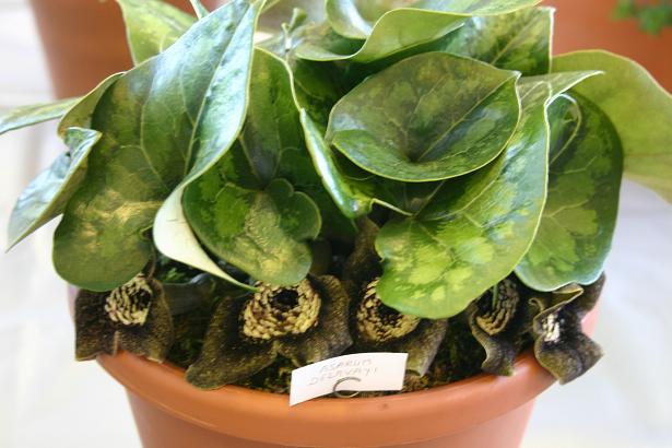 Asarum delavayi 