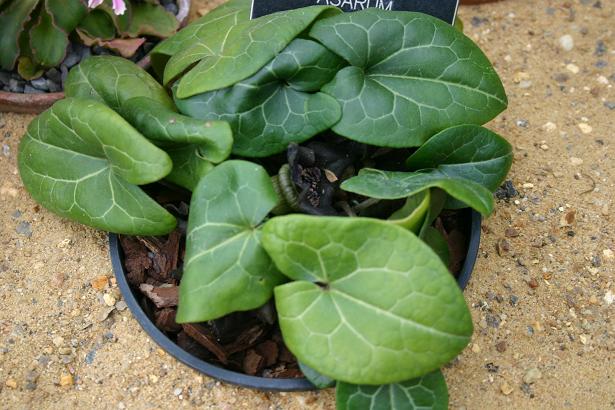 Asarum delavayi 