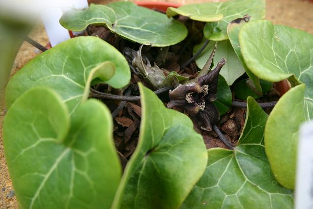 Asarum delavayi 