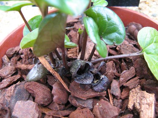 Asarum faurei 