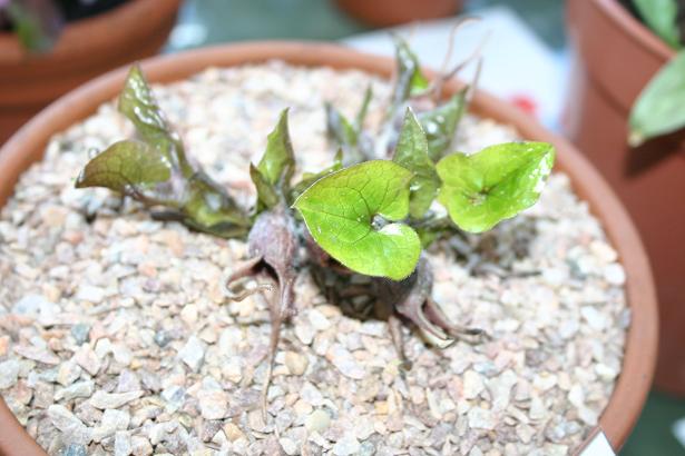 Asarum hartwegii 