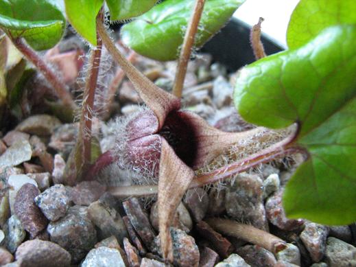 Asarum hartwegii 