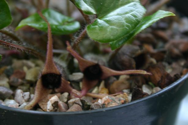 Asarum hartwegii 