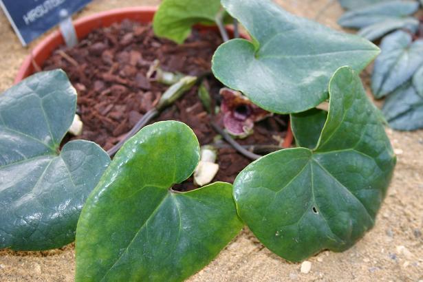 Asarum hirsutisepalum 