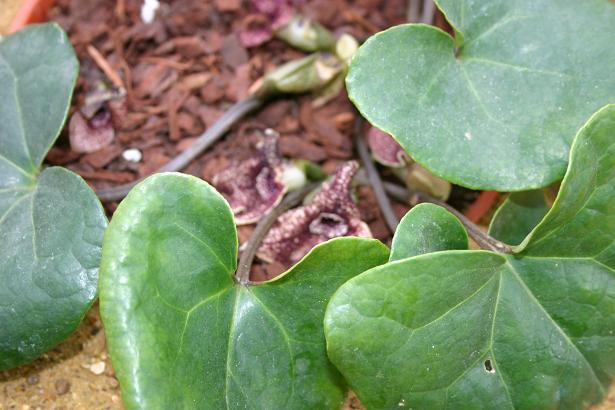 Asarum hirsutisepalum 