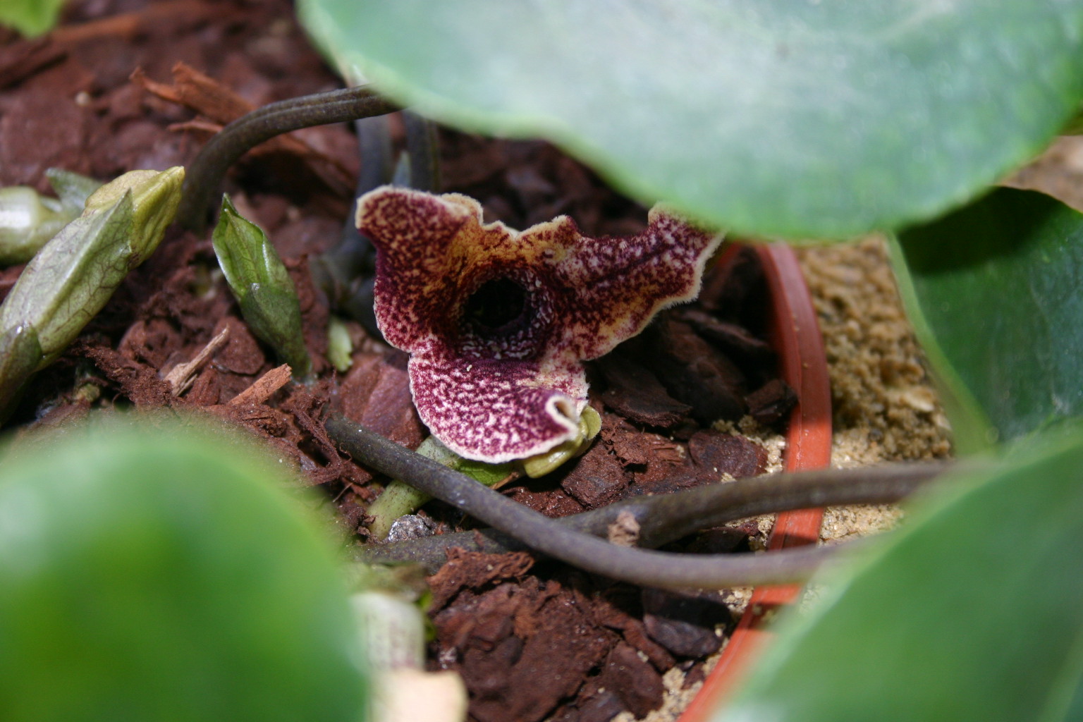 Asarum hirsutisepalum 