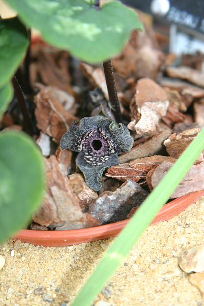 Asarum infrapurpureum 