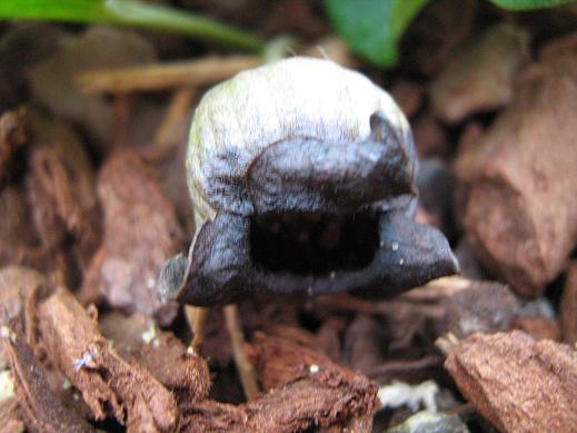 Asarum maculatum 