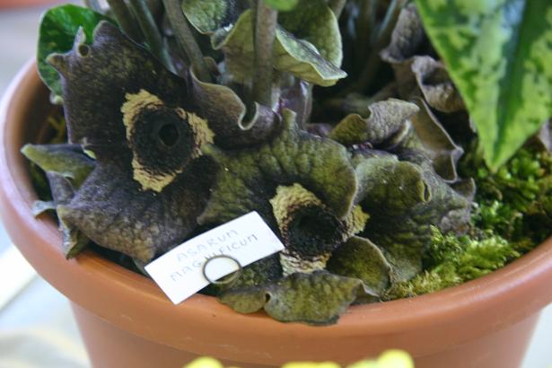 Asarum magnificum 