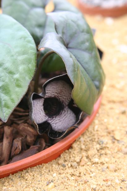 Asarum maximum 