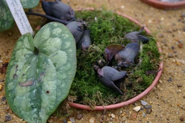 Asarum megacalyx 