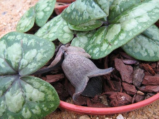 Asarum megacalyx 