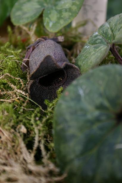 Asarum megacalyx 