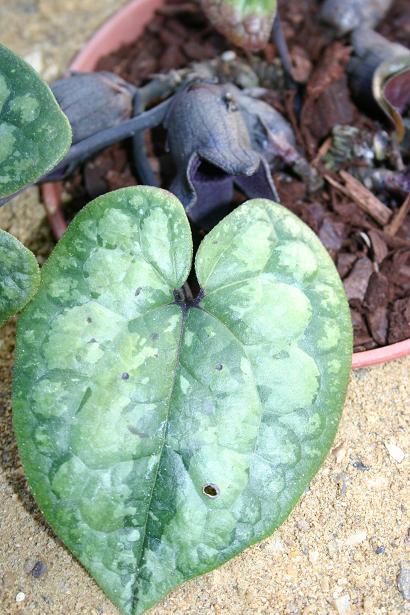 Asarum megacalyx 