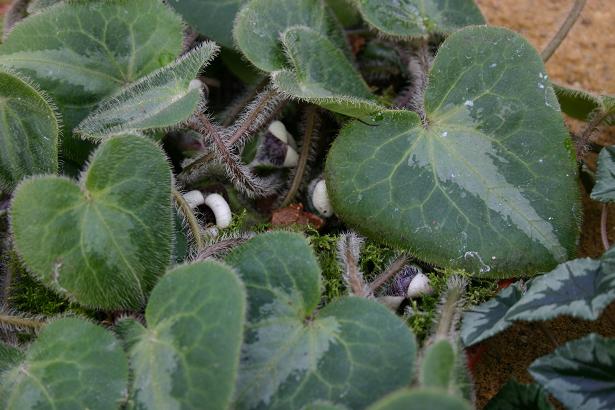 Asarum pulchellum 