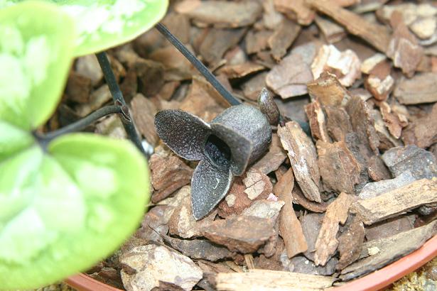 Asarum sakawanum 