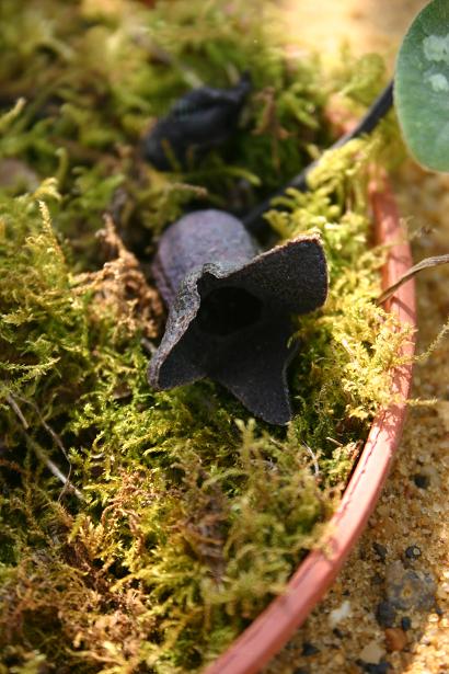 Asarum sakawanum 