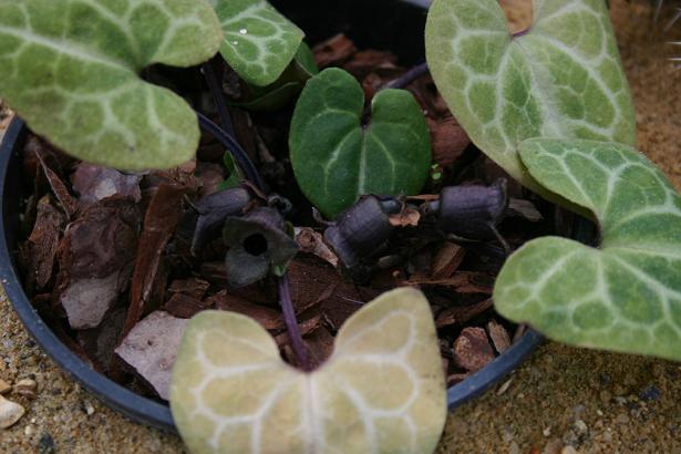 Asarum savatieri 