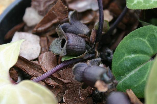 Asarum savatieri 