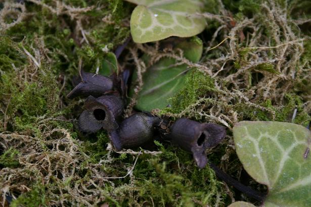 Asarum savatieri 