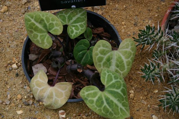 Asarum savatieri 