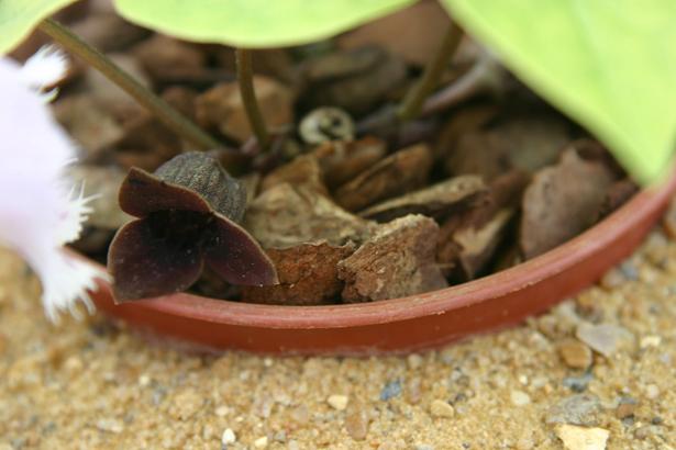 Asarum sieboldii 