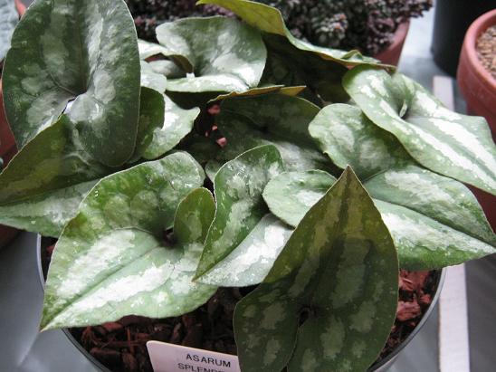 Asarum splendens 