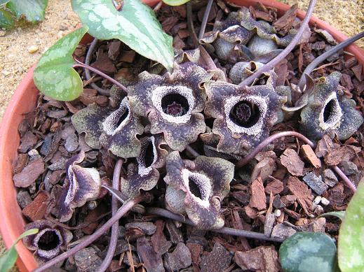 Asarum splendens 