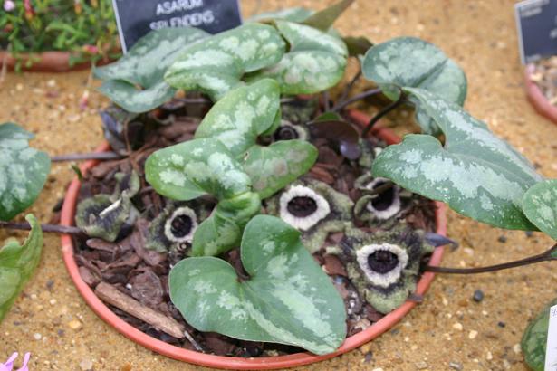 Asarum splendens 