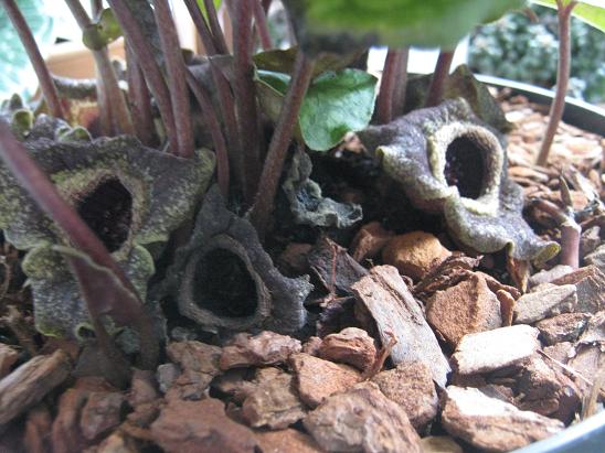 Asarum splendens 