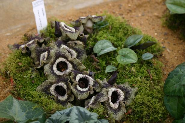 Asarum splendens 