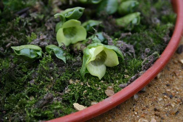 Asarum subglobosum 