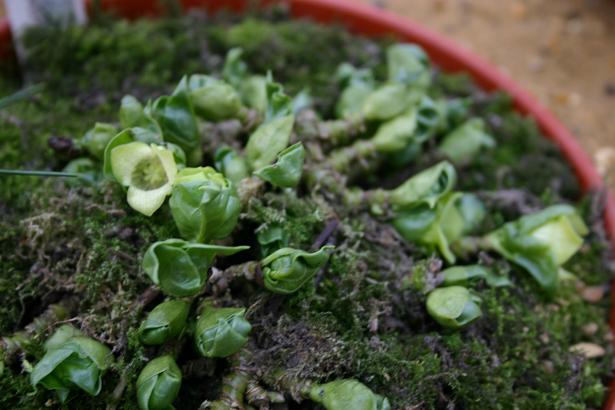 Asarum subglobosum 