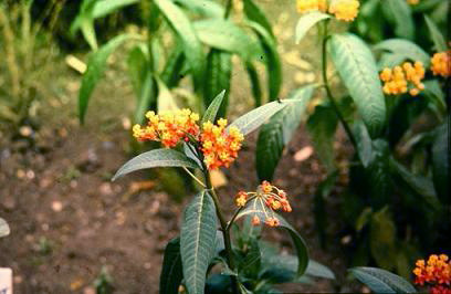 Asclepias curassavica 