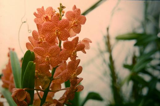 x Ascocenda Yip Sum Wa 'Paradise Park' 