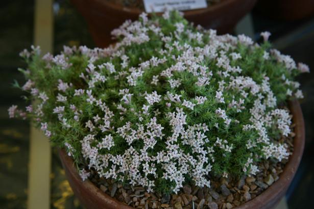 Asperula boissieri 