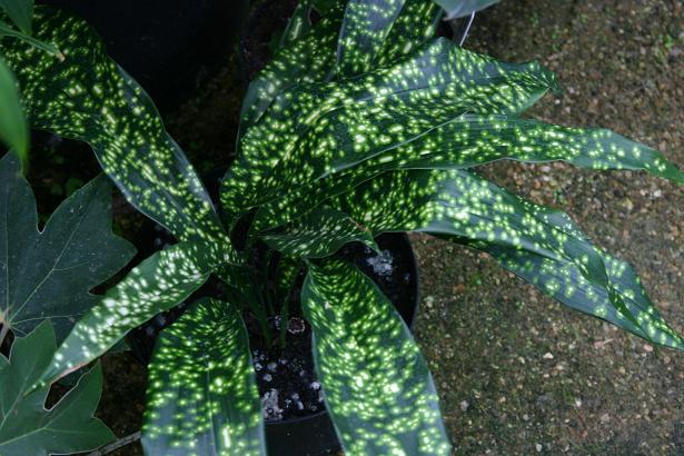 Aspidistra 'Chromatographic' 