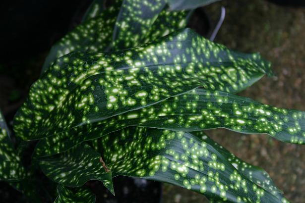 Aspidistra 'Chromatographic' 