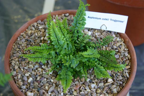 Asplenium csikii 'Trogyense' 