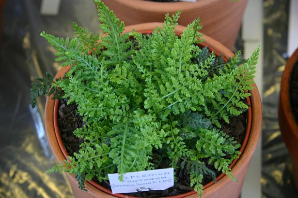 Asplenium fontanum 