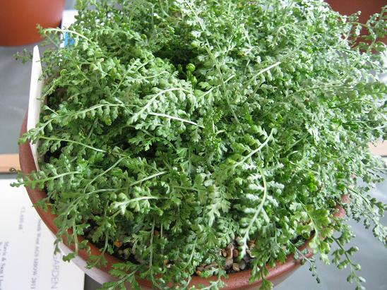 Asplenium fontanum 