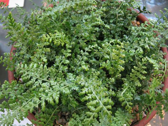 Asplenium fontanum 