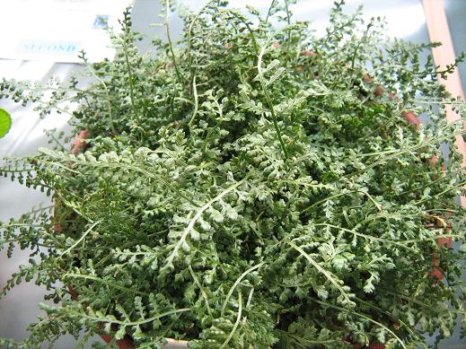 Asplenium fontanum 