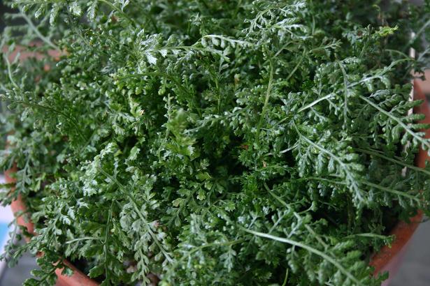 Asplenium fontanum 