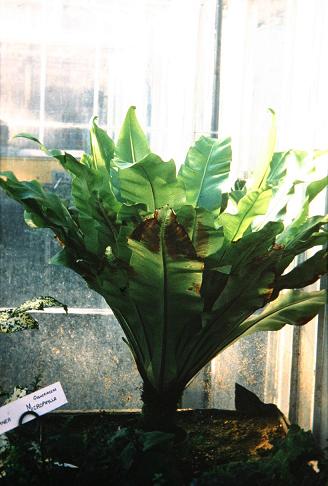 Asplenium nidus 